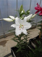 [1884 Avventura VH No02.JPG]